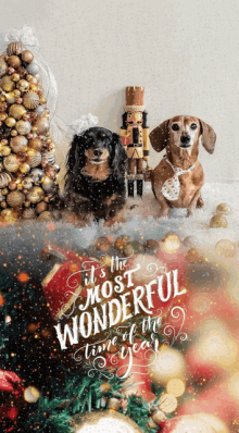 Christmas Its The Most Wonderful Time Of The Year GIF - Christmas Its The Most Wonderful Time Of The Year Puppy GIFs
