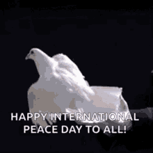 paloma de la paz happy national peace day dove