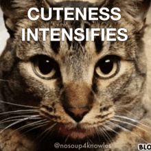 Cuteness Intensifies Cat GIF - Cuteness Intensifies Cute Cat GIFs