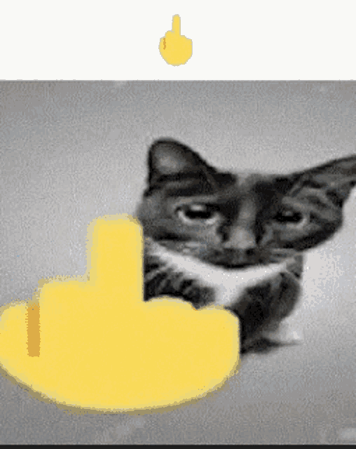 Cat Cat Suspicious GIF - Cat Cat Suspicious Middle Finger GIFs