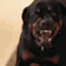 Dog Bravo Bark GIF - Dog Bravo Bark Angry GIFs