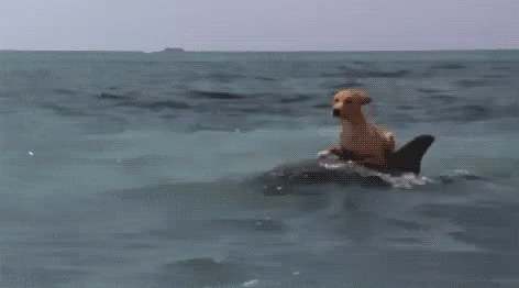 Dolphin Dog Riding Dolphin GIF - Dolphin Dog Riding Dolphin Funny Animals -  Discover &amp; Share GIFs