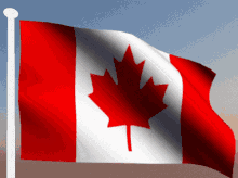 Canada Nghedgehogs Gifs GIF - Canada Nghedgehogs Gifs Flag GIFs