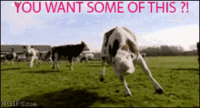 Aggressive Cow GIF - Aggressive Cow Threat GIFs