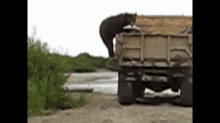 Russia: Bear Steals Fish From Truck GIF - Russia Bear Truck GIFs