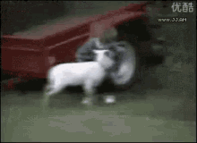 Goat Kid GIF - Goat Kid Fight GIFs