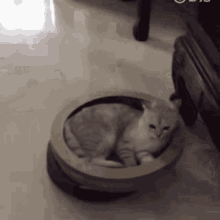 Funny Cat GIF - Funny Cat Sliding GIFs