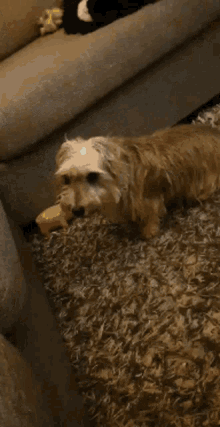 doggo bites whack a mole hot dog game doggo bites whack a mole hot dog game