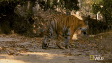 Lie Down Searching For The Tigress GIF - Lie Down Searching For The Tigress Secret Life Of Tigers GIFs