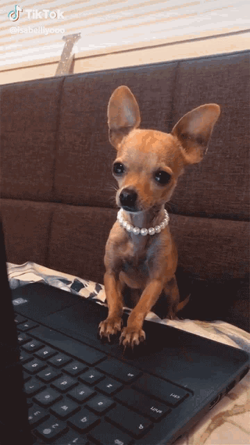 Perrito Chihuahua Gifs Tenor