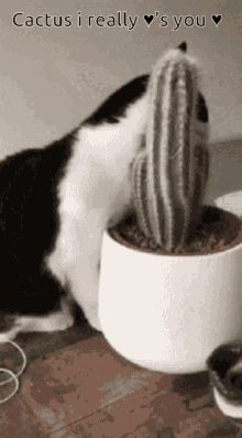 Cat Cactus GIF - Cat Cactus I Really Love You GIFs