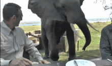 elephants brutal fight disruption tusk