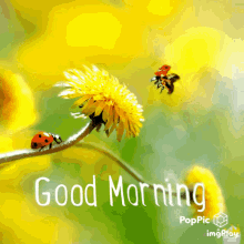 Good Morning Ladybug GIF - Good Morning Morning Ladybug GIFs