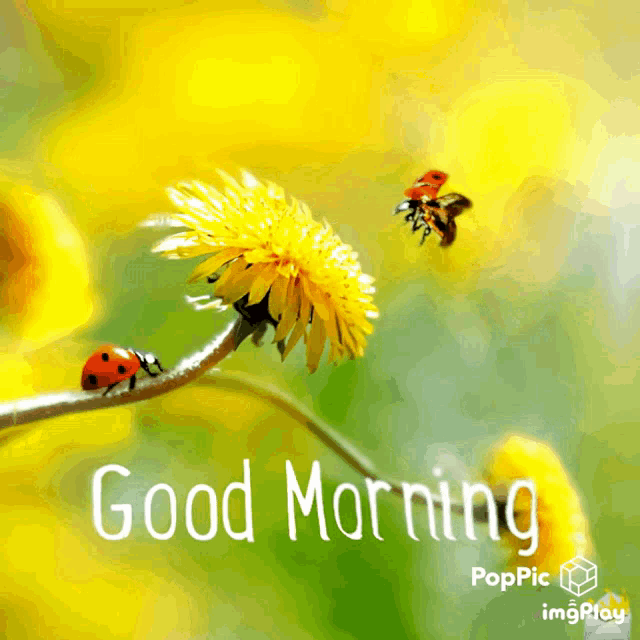 Good Morning Morning GIF - Good Morning Morning Ladybug GIFs.