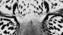 animals beauty eyes leopard wild