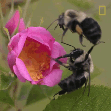 bee flying fighting insect pollinator bee flying fighting insect pollinator
