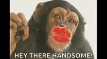 Hey There Handsome Kiss GIF - Hey There Handsome Kiss Monkey GIFs