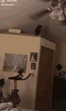 Cat Jump GIF - Cat Jump Fan GIFs