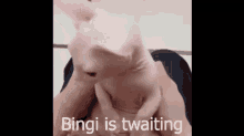 bingi bingues