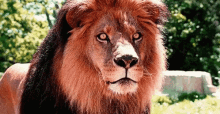 Hungry Lion Licking Lips GIF - Hungry Lion Licking Lips Wild Animals GIFs