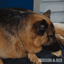 hudson eating