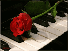 Piano Keys GIF - Piano Keys Roses GIFs