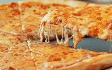 cheese pizza