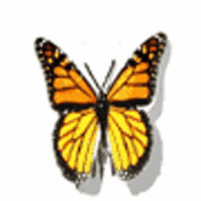 Butterfly Wings Flap GIF - Butterfly Wings Flap Butterfly Wings GIFs