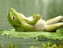 Kodok Frog GIF - Kodok Frog Cebong GIFs
