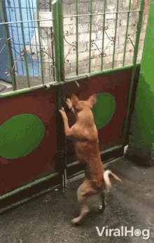 Opening The Gate Escaping GIF - Opening The Gate Escaping Bye GIFs