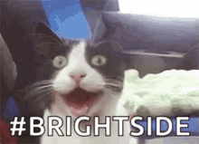 Cat Bright Side GIF - Cat Bright Side Cute Cat GIFs