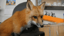 fox cute adorable