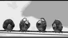 black and white birds laughing