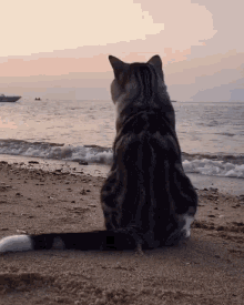 Cat Beach GIF - Cat Beach GIFs
