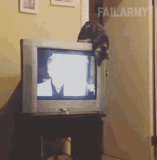 Cat Catch It GIF - Cat Catch It Television GIFs