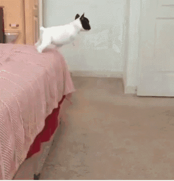 Jump Bulldogfrench GIF - Jump Bulldogfrench Bed - Discover &amp; Share GIFs