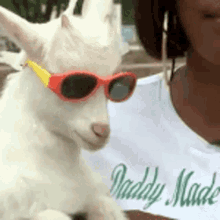 Billy The Goat GIF - Billy The Goat Sunglasses GIFs