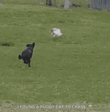 Dog Cat GIF - Dog Cat Chasing GIFs