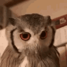 owl stare angry rage moody