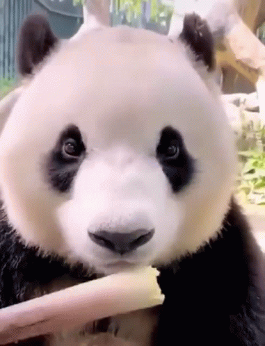 Panda Eating Bamboo Gifs Tenor