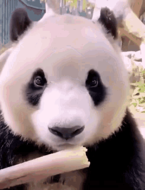 Happy Panda Bamboo GIF - Happy Panda Bamboo Panda GIFs