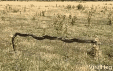 Viral Hog Videos Tiger Snake Balances On Wire Fence GIF - Viral Hog Videos Viral Hog Tiger Snake Balances On Wire Fence GIFs