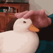 Cute Duck Cuddle GIF - Cute Duck Cuddle Its Ok GIFs
