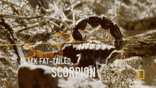 Scorpion Hazen Audel GIF - Scorpion Hazen Audel How To Solve The Scorpion Issue GIFs