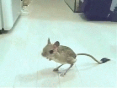 What'S That?! GIF - Rodent Jerboma Suspicion GIFs