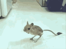rodent jerboma suspicion