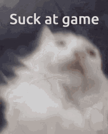 Cat You Suck At Game Suck At Game Shoutout Time GIF - Cat You Suck At Game Suck At Game Shoutout Time GIFs