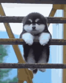 Dog Hanging Out GIF - Dog Hanging Out Hang In There GIFs