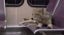 Stretching Wolf GIF - Stretching Wolf Train GIFs