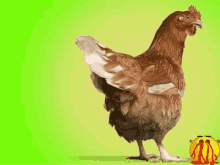 Chicken Hen GIF - Chicken Hen Egg GIFs